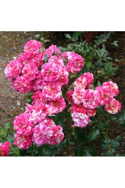 Роза витка Твист обильное цветение